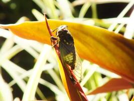 Cicada insect on natural habitat. Cicada staying on the surface of the branch photo