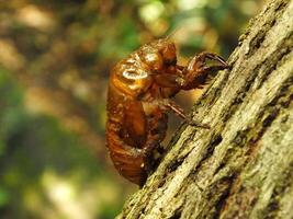 Molting cicada on a tree. Cicadas life cycle in nature forest. insect larva photo