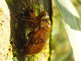 Molting cicada on a tree. Cicadas life cycle in nature forest. insect larva photo