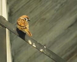 marrón gorriones pájaro perca en un metal tubo. ciudad pájaro disfrutando el gratis En Vivo alrededor el edificio foto