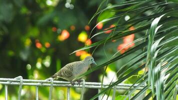 A wild dove bird or Javanese turtle dove or Geopelia striata is resting and looking for food on the terrace with blurry green backyard. photo