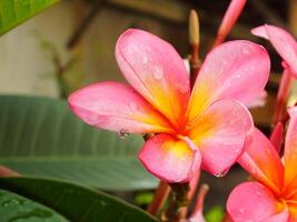 hermosa rosado frangipani flor o plumeria floreciente a botánico jardín con Fresco gotas de lluvia en él. tropical spa flor. foto