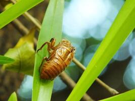 Molting cicada on a tree. Cicadas life cycle in nature forest. insect larva photo