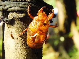 Molting cicada on a tree. Cicadas life cycle in nature forest. insect larva photo