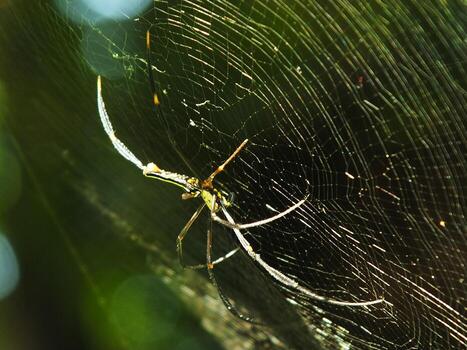 Spider in the cobweb with natural green forest background. A large spider waits patiently in its web for some prey photo
