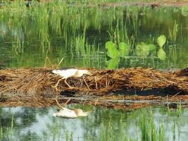 Ardeola speciosa, or known as the Javan pond heron, is a wading bird of the heron family, from Southeast Asia, particularly Indonesia. They commonly found in shallow fresh and salt water wetlands photo