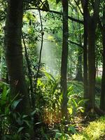 Mystical morning sunbeams on a the forest. Fresh and green leaves,Natural backgrounds photo