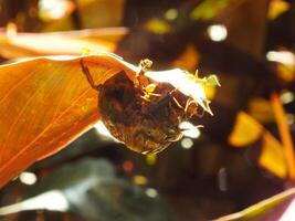 A group of weaver ants doing a team work for biting a cicadas insects. photo