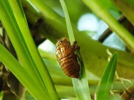 Molting cicada on a tree. Cicadas life cycle in nature forest. insect larva photo