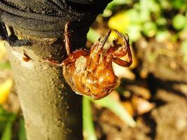 Molting cicada on a tree. Cicadas life cycle in nature forest. insect larva photo