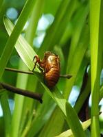 Molting cicada on a tree. Cicadas life cycle in nature forest. insect larva photo