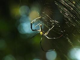 Spider in the cobweb with natural green forest background. A large spider waits patiently in its web for some prey photo