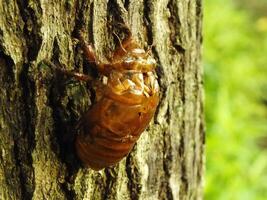 Molting cicada on a tree. Cicadas life cycle in nature forest. insect larva photo