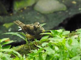 Eyebrowed Thrush Bird or Turdus obscures or Eyebrowed Thrush, White browed Thrush, Dark Thrush. A beautiful bird from Siberia. It is strongly migratory, wintering south to China and Southeast Asia. photo