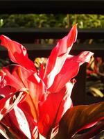 cerca arriba foto de florica cordyline planta iluminado arriba caliente rosado fucsia por el Dom en el jardín. antecedentes imagen de rojo hojas.