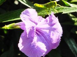 Morning sunlight, beautiful scenery of a purple flower and a small grasshopper take a rest on a leaf at the botanical garden. macro photography. close up. photo