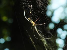 araña en el telaraña con natural verde bosque antecedentes. un grande araña murga pacientemente en sus web para algunos presa foto