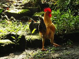 hermosa gallo mirando para comida en el Mañana a el jardín foto