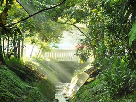 Mystical morning sunbeams on a park with bridge as a background. Sunlight through trees and river photo