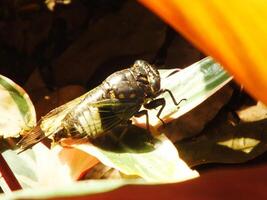 Cicada insect on natural habitat. Cicada staying on the surface of the branch photo