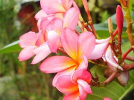 hermosa rosado frangipani flor o plumeria floreciente a botánico jardín con Fresco gotas de lluvia en él. tropical spa flor. foto