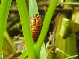 Molting cicada on a tree. Cicadas life cycle in nature forest. insect larva photo