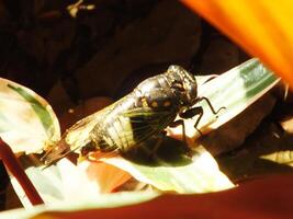 Cicada insect on natural habitat. Cicada staying on the surface of the branch photo