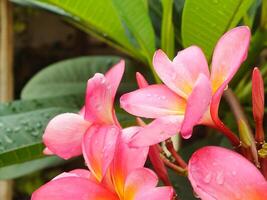 hermosa rosado frangipani flor o plumeria floreciente a botánico jardín con Fresco gotas de lluvia en él. tropical spa flor. foto