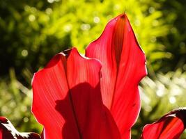 close up photo of Florica Cordyline plant lit up hot pink fuchsia by the sun in the garden. Background image of red leaves.