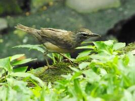 Eyebrowed Thrush Bird or Turdus obscures or Eyebrowed Thrush, White browed Thrush, Dark Thrush. A beautiful bird from Siberia. It is strongly migratory, wintering south to China and Southeast Asia. photo