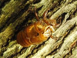 Molting cicada on a tree. Cicadas life cycle in nature forest. insect larva photo