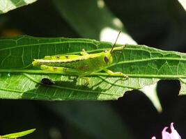 Morning sunlight, beautiful scenery of a purple flower and a small grasshopper take a rest on a leaf at the botanical garden. macro photography. close up. photo