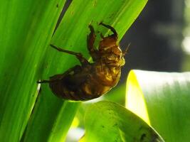 Molting cicada on a tree. Cicadas life cycle in nature forest. insect larva photo