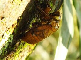 Molting cicada on a tree. Cicadas life cycle in nature forest. insect larva photo