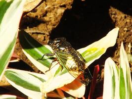 Cicada insect on natural habitat. Cicada staying on the surface of the branch photo