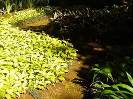 Small trees and sunshine. Beautiful leaves grow in the park. Natural landscape garden. Outdoor relaxing spot. Peace and calming ambience photo