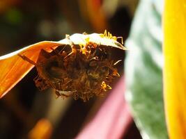 A group of weaver ants doing a team work for biting a cicadas insects. photo