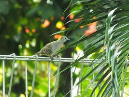 A wild dove bird or Javanese turtle dove or Geopelia striata is resting and looking for food on the terrace with blurry green backyard. photo