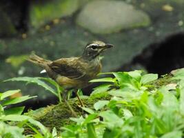 Eyebrowed Thrush Bird or Turdus obscures or Eyebrowed Thrush, White browed Thrush, Dark Thrush. A beautiful bird from Siberia. It is strongly migratory, wintering south to China and Southeast Asia. photo