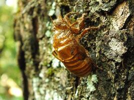 Molting cicada on a tree. Cicadas life cycle in nature forest. insect larva photo