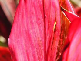 close up photo of Florica Cordyline plant lit up hot pink fuchsia by the sun in the garden. Background image of red leaves.