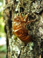 Molting cicada on a tree. Cicadas life cycle in nature forest. insect larva photo