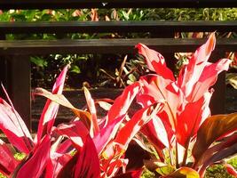 close up photo of Florica Cordyline plant lit up hot pink fuchsia by the sun in the garden. Background image of red leaves.