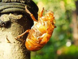 Molting cicada on a tree. Cicadas life cycle in nature forest. insect larva photo