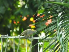 A wild dove bird or Javanese turtle dove or Geopelia striata is resting and looking for food on the terrace with blurry green backyard. photo