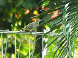 A wild dove bird or Javanese turtle dove or Geopelia striata is resting and looking for food on the terrace with blurry green backyard. photo