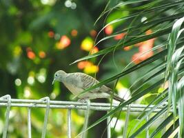 A wild dove bird or Javanese turtle dove or Geopelia striata is resting and looking for food on the terrace with blurry green backyard. photo