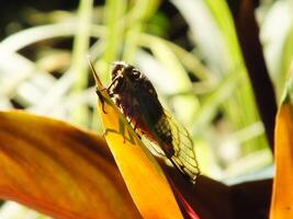 Cicada insect on natural habitat. Cicada staying on the surface of the branch photo