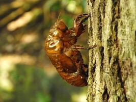 Molting cicada on a tree. Cicadas life cycle in nature forest. insect larva photo