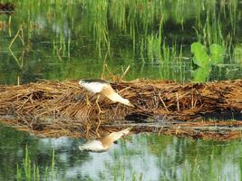 Ardeola speciosa, or known as the Javan pond heron, is a wading bird of the heron family, from Southeast Asia, particularly Indonesia. They commonly found in shallow fresh and salt water wetlands photo